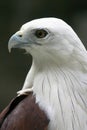 White Bellied Sea Eagle Profile Portrait