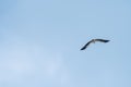 White-bellied sea eagle or white-breasted sea eagle Haliaeetus leucogaster flying on blue sky, Endau, Malaysia Royalty Free Stock Photo