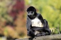 White-bellied spider monkey Ateles belzebuth