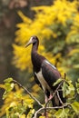 White-bellied stork also called Abdims Stork Ciconia abdimii