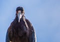 White bellied stork winking its eye, scary looking bird, tropical animal specie from Africa