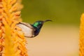 A white bellied sunbird or white breasted sunbird feeding at the garden. Royalty Free Stock Photo