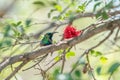 White-bellied Sunbird (Cinnyris talatala