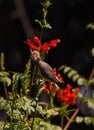 White-bellied Sunbird Cinnyris talatala 10709 Royalty Free Stock Photo