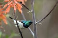 The white-bellied sunbird Cinnyris talatala, also known as the white-breasted sunbird sitting on the flower stalk with brown