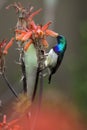 The white-bellied sunbird Cinnyris talatala drinking from a flower