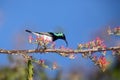 The white-bellied sunbird Cinnyris talatala drinking from a flower, with blue background