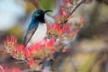 The white-bellied sunbird Cinnyris talatala drinking from a flower, with colorful background