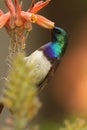 The white-bellied sunbird Cinnyris talatala drinking from a flower, with orange-brown background