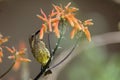 The white-bellied sunbird Cinnyris talatala female drinking from a flower Royalty Free Stock Photo