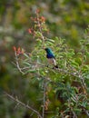 White-bellied sunbird, Cinnyris talatala. Madikwe Game Reserve, South Africa Royalty Free Stock Photo