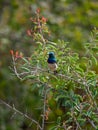 White-bellied sunbird, Cinnyris talatala. Madikwe Game Reserve, South Africa