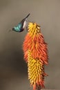 White-bellied sunbird, Cinnyris talatala Royalty Free Stock Photo