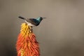 White-bellied sunbird, Cinnyris talatala Royalty Free Stock Photo