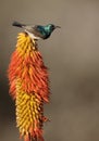 White-bellied sunbird, Cinnyris talatala Royalty Free Stock Photo