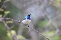 White-bellied sunbird (Cinnyris talatala) in South Africa Royalty Free Stock Photo