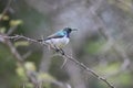 White-bellied sunbird (Cinnyris talatala) in South Africa Royalty Free Stock Photo