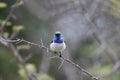 White-bellied sunbird (Cinnyris talatala) in South Africa Royalty Free Stock Photo