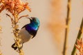 A white bellied sunbird feeding on nectar in South Africa. Royalty Free Stock Photo