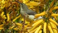 White bellied sunbird (Female) Royalty Free Stock Photo