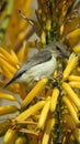 White bellied sunbird (Female) Royalty Free Stock Photo
