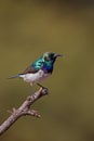 White-bellied sunbird