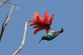 White-bellied sunbird & red flower, Gambia Royalty Free Stock Photo