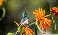 White-bellied Sunbird Royalty Free Stock Photo