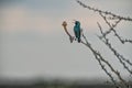 White-bellied Sunbird on top of trunk of tree with flower.