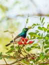 White-bellied Sunbird (Cinnyris talatala) taken in South Africa Royalty Free Stock Photo