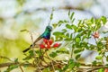 White-bellied Sunbird (Cinnyris talatala) taken in South Africa Royalty Free Stock Photo