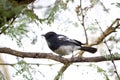 A white-bellied tit on perched on a tree branch