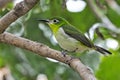 Adorable White-Bellied Tody-Tyrant: A Tiny Avian Wonder Royalty Free Stock Photo