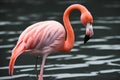 Vibrant Avian Trio: Flamingo, Tody-Tyrant, and Greater Flamingo Close-Up Royalty Free Stock Photo