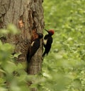 White bellied woodpecker, Dryocopus javensis, Nagarhole National park, Karnataka, India