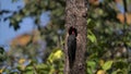 white-bellied Woodpecker rare birds in Thailand and Southeast-Asia.