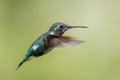 White-bellied Woodstar - Chaetocercus mulsant Royalty Free Stock Photo