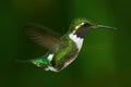 White-bellied Woodstar, Chaetocercus mulsant, hummingbird with clear green background, bird from Tandayapa, Ecuador Royalty Free Stock Photo