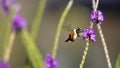 White-bellied woodstar feeding from an orchid Royalty Free Stock Photo