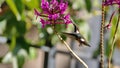 White-bellied woodstar feeding from an orchid Royalty Free Stock Photo