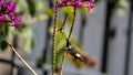 White-bellied woodstar feeding from an orchid Royalty Free Stock Photo