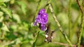 White-bellied woodstar feeding from a porterweed plant Royalty Free Stock Photo