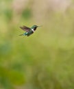 White-bellied Woodstar on flight Royalty Free Stock Photo