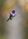 White-bellied Woodstar in flight Royalty Free Stock Photo