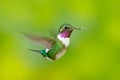 White-bellied Woodstar, hummingbird with clear green background. Bird from Tandayapa. Hummingbird from Ecuador. Hummingbird in nat