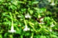 White-bellied Woodstar, hummingbird with clear green background Royalty Free Stock Photo
