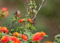 White-bellied Woodstar on red flower Royalty Free Stock Photo