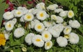 White Bellis perennis daisies bloom