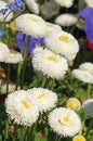 White Bellis perennis daisies bloom