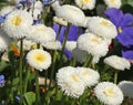 White Bellis perennis daisies bloom